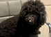 F1 cavapoo babies