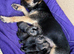 Last 3 Border Terrier puppies