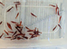 Cherry shrimp, red,yellow,blue,orange,white,black