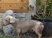 STEFAN A beautiful Dachshund boy with a loving heart, looking for a family to call his own