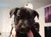 German Shepherd cross Belgian mali pups