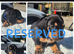 LAST BOY ** PRA CLEAR MINIATURE DACHSHUND