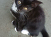 Beautiful Kitty