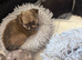 Gorgeous Male long haired Chihuahua
