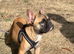 Frenchie boy 8 months