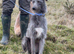 Bedlington whippet X Lurcher pups