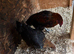 Black copper Marran