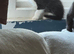 1 male kittens for sale ready to leave