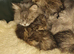 Siberian black golden kittens