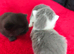 Mixed breed British short hair kittens