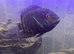 7-8 inch green banded severum