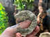 Brosse x Moro Leachianus Giant Gecko at Birmingham Reptiles