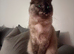 Beautiful 2 year old ragdoll female