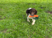 Springer spaniel Puppy
