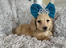 KC registered miniature long- haired dachshund