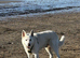 Handsome White German Shepherd Needs a New Home