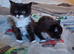 Gorgeous little fluff  balls