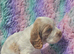 Kc show cocker spaniel