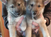 TAMASKAN PUPPIES PEDIGREE, REGISTERED AND EMBARKED