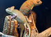 Pied Yeman chameleons