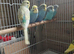Young budgies