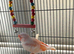 Mosaic hen canary