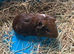 Baby guinea pigs ready now