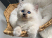 Ragdoll kittens