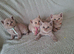 4 british shorthair kittens looking for 5* homes