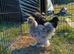 Silkie pair