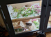Button Quails and set up