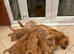 GOLDEN RETRIEVER PUPPIES
