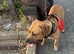 Beautiful 8 month old Cane Corso looking for his forever home