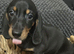 Adorable lil miniature dachshund pups read see all details below