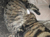 Rehoming 3 cats / Have to go together / 1 female and 2 male