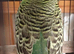 Pair of young budgies