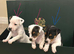 A cracking litter of Parson Jack Russell