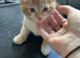 6  lovely kittens looking for good homes ready to go