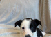 border collie puppies for sale