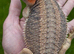 Red Monster Trans Dunner Hypo Blue Bar Dunner Genetic Stripe Zero Bearded Dragons LICENSED BREEDER