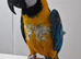 Blue&Gold Macaw Parrot
