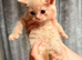 Very docile red boys cream girl