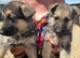 9 beautiful german shepard pups