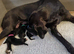 Quality KC Great dane puppies
