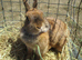 netherland dwarf rabbit female