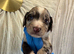 Beautiful Little of cockerspaniel puppies