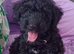 Female Cavapoo Puppy