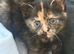 Kitten for sale
