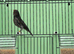 High Quality Cobalt Black Red Males