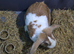 Mixed lop